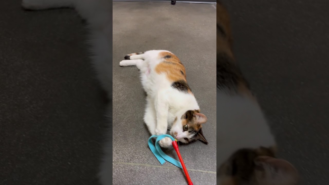Enlarge Dotty, an adopted Calico in Los Angeles, CA video 5/5
