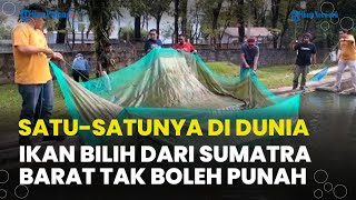 Satu-satunya di Dunia, Ikan Bilih Endemik di Danau Singkarak Sumatra Barat Hampir Punah