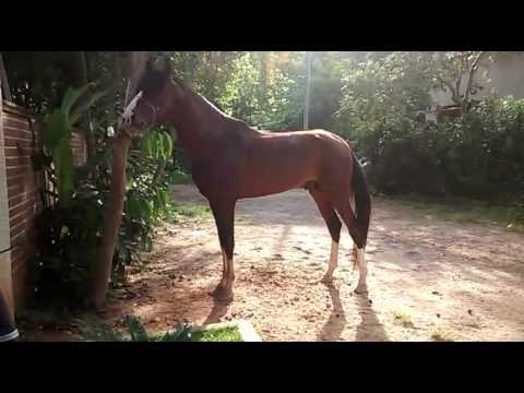 Cavalo relinchando bonito demais