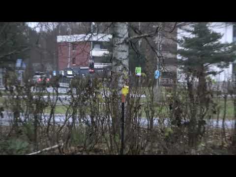 Kaadetaan iso koivu aidan läpi