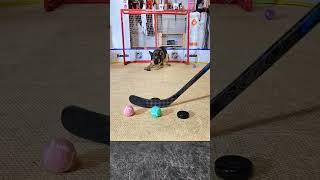 Intense focus dog makes crazy hockey trick 🏒 #hockey #dogtricks #trickshots