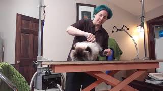 Maintenance comb-out demo on a Himalayan Persian cat