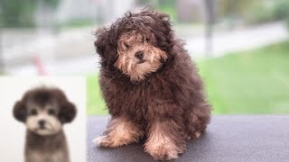 [討論] 哪邊可以看可愛狗狗影片？？