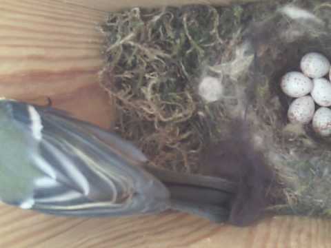 03-MAY-2009, Bird House: Introducing "Kjell"