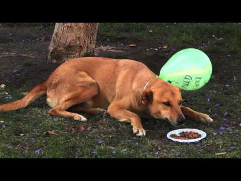 Intervención para hacer visibles a los perros callejeros, Valparaíso