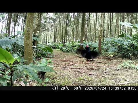 嘉義縣番路鄉公興社區發展協會執行社區林業動物調查，拍攝到藍腹鷴振翅