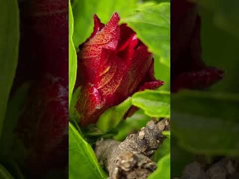 #viral #flowers #debolina #youtubeshorts #youtube #trendingshorts #viral