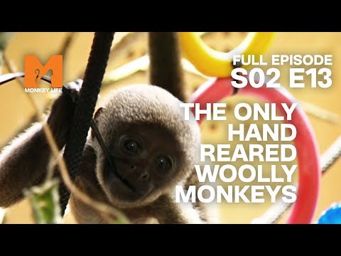 Woolly Baby Meets His Kind | Season 2 Episode 13 | Full Episode | Monkey Life