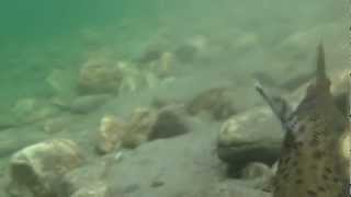 preview picture of video 'Brown Trout on Fly-1.mp4'