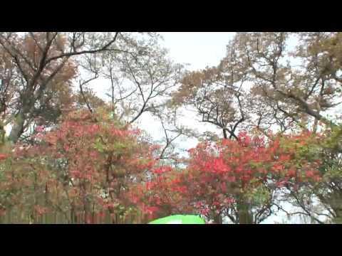 おもっちと行く「いわての桜」〜北上市・展勝地〜