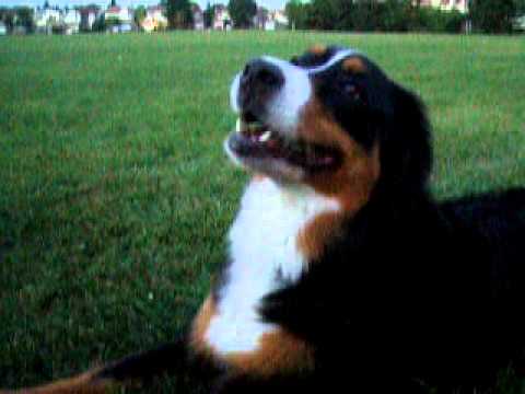 Keera and Maddox Playing Fetch