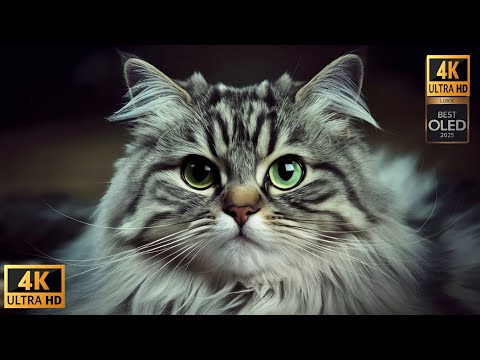 FANTASTIC PLACE, Dolby vision & Dolby Atmos Sound 4K ULTRA HD VIDEO