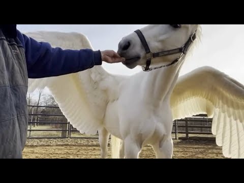 I visited Pegasus Ranch, Japan's most beautiful ranch.