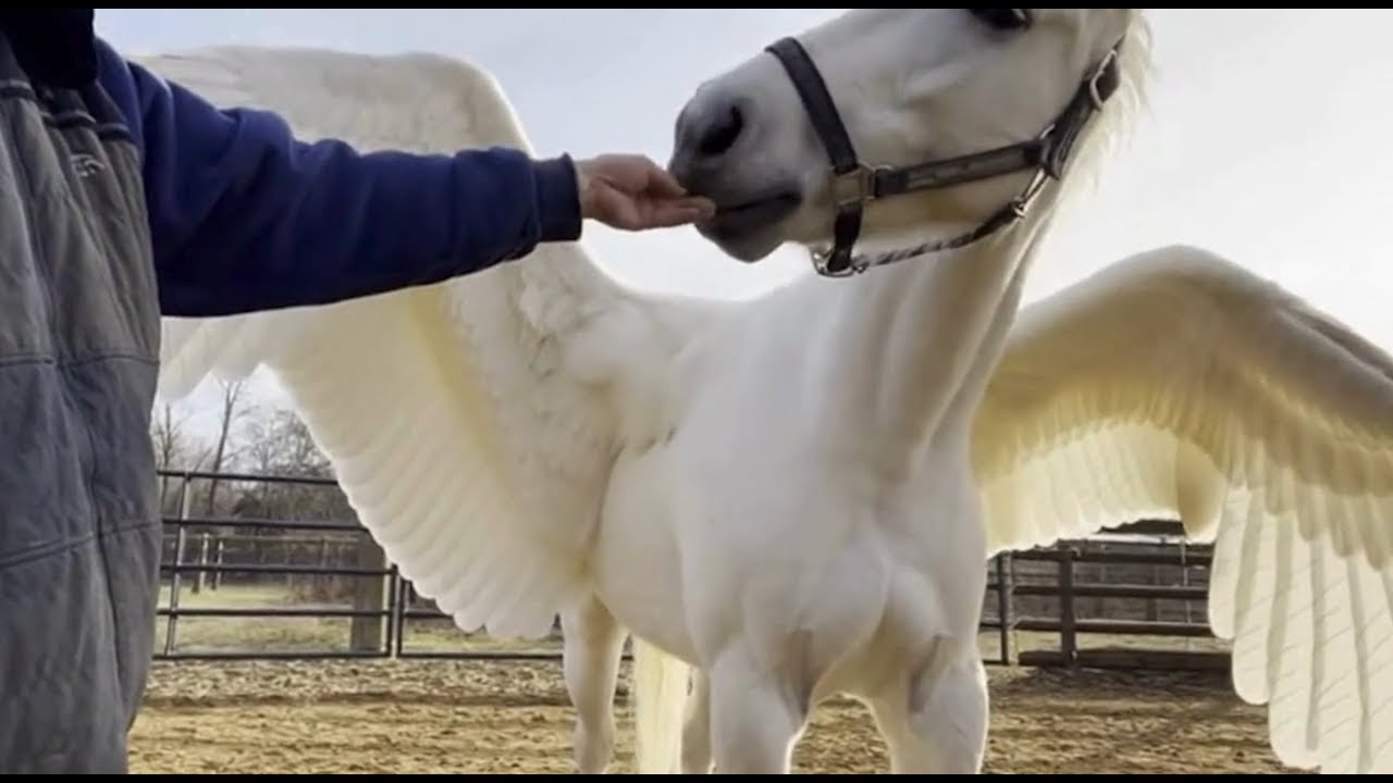 I visited Pegasus Ranch, Japan's most beautiful ranch.