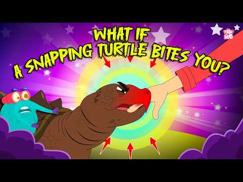 Dangerous Encounters | What if a Snapping Turtle Bites You? | Alligator Snapping Turtle Bite Force