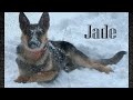 Skijoring Demo