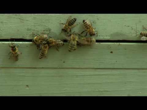 Méh közös gél - Arctisztító habzó gél minden bőrtípusra
