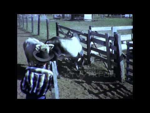 Out of Chute #4. 1965.