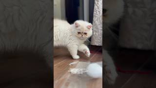 He found his new obsession…