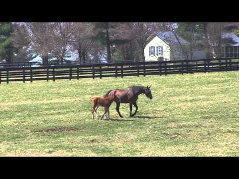 Stars of the Oaks - Plum Pretty, 2011 Kentucky Oaks Winner