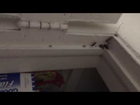 Kitchen Pantry Full of Cockroaches in Matawan, NJ