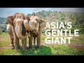 2 Hours Of Amazing Wildlife Surviving Asia S Extreme Climate