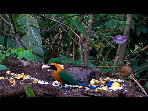 Busy Afternoon And Rufous Motmot Takeaway On The Panama Fruit Feeder – Feb 22, 2020