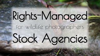 13 Rights Managed Stock Photography Agencies for Wildlife and Nature Photographers