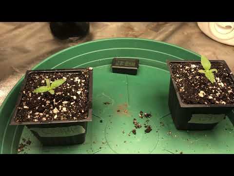 Life in the garden, & new organic cannabis grow space version 1.0!