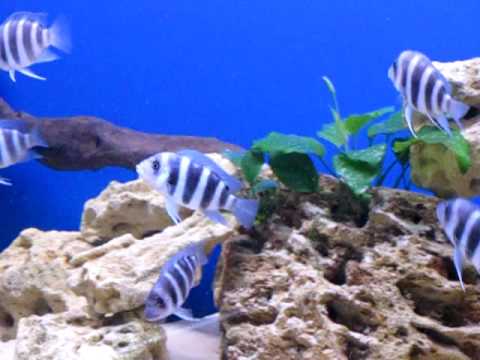 Cyphotilapia frontosa 'blue Zaire Kitumba' F1(7 месяцев)