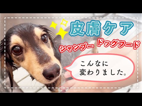 アレルギー犬用の手作りシャンプー