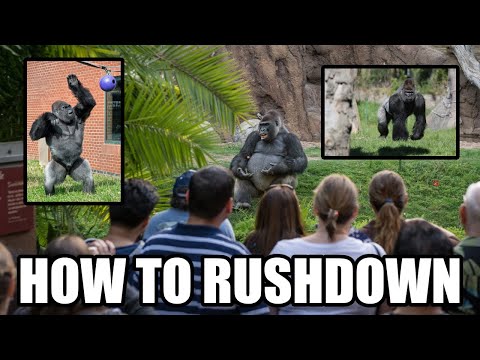 How to play Rushdown beginner's guide - From chump to champ with chimps - Skullgirls
