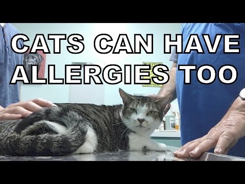 CATS CAN HAVE ALLERGIES TOO