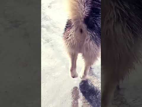 Kajal ki shie se likhi hai ❤️❤️❤️tuni kitno ki love story ❤️❤️❤️!#viralvideo #husky #doglover #pls