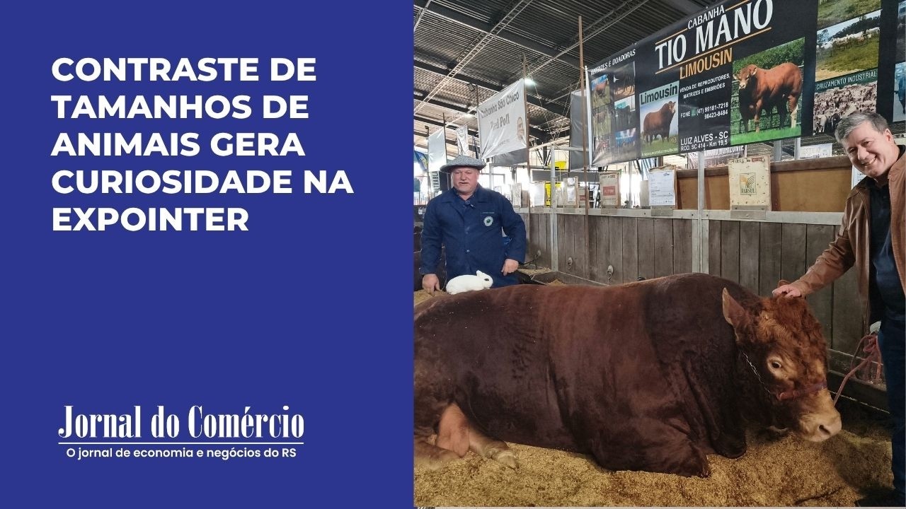 Batalha animal: o mais pesado da Expointer versus o mais leve