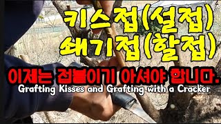 키스접목과 쇄기접을 알아봅시다. 시골농부가 알아야 할 접붙이기 Grafting Kisses and Graft…