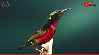 Download lagu Suara Burung yang Indah | Burung Kolibri | Keindahan Alam yang Menakjubkan | Suasana yang Meredakan Stres & Menyembuhkan mp3
