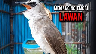 Download lagu trucukan gacor TARUNG ROPEL PANJANG pancingan trucukan agar bunyi jadikan burung trucuk gacor EMOSI mp3