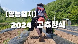 [영농일지] 24 고추정식. 날씨가 왜이래..
