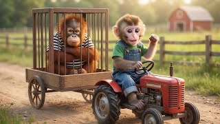 Download lagu Baby Monkey Catches the Orangutan Thief! Tractor Cage Victory! 🐒🚜🦧 mp3