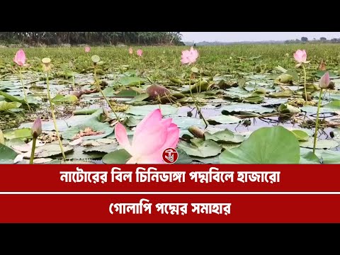 নাটোরের বড়াইগ্রামের বিল চিনিডাঙ্গা পদ্মবিলে হাজারো গোলাপি পদ্মের সমাহার