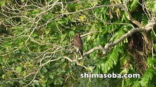 暗色型サシバ、カタグロトビ幼鳥、カンムリワシ幼鳥など(動画あり)