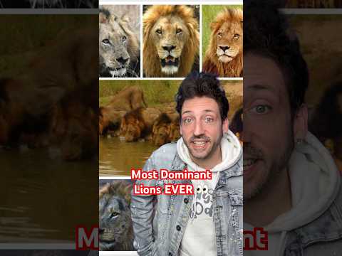 The Mighty Mapogo Lions 🦁 #funfacts