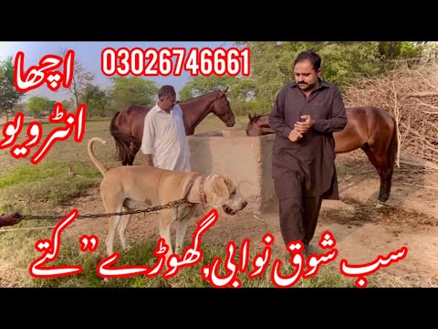Pakistani Bully Dog/Dog Name Bobe/Interview Malk Mukhtar Hussain Luk Shab/