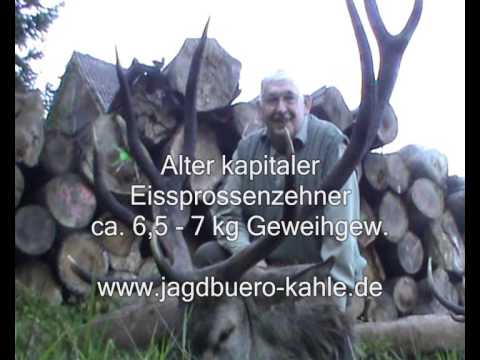 Zwei alte Hirsche am letzten Tag erlegt!