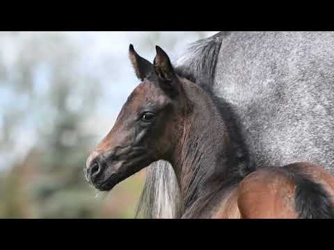 Hengstfohlen von Vivaldos/Danone I  -  Sold