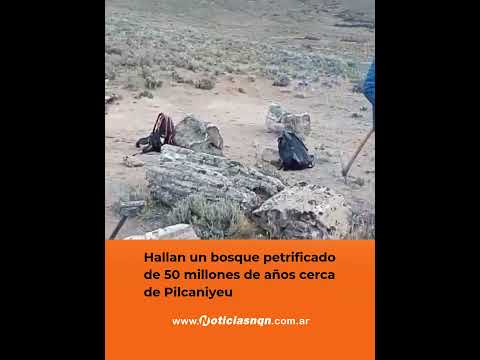Hallan un bosque petrificado de 50 millones de años cerca de Pilcaniyeu