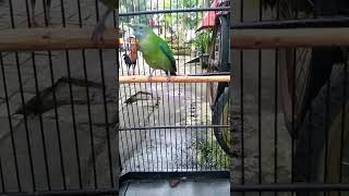 Download lagu masteran cucak cungkok betina mp3 Download lagu masteran cucak cungkok betina mp3