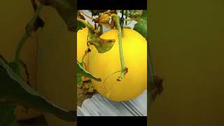 Download lagu Begini Panen dan Cara Jual Melon Golden mp3 Download lagu Begini Panen dan Cara Jual Melon Golden mp3