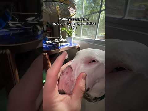 Pookie wasn’t happy! #dogs #sad #nose #meme